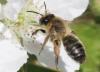 Andrena nigroaenea